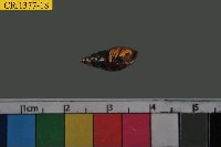 藏品(寄居蟹)的圖片